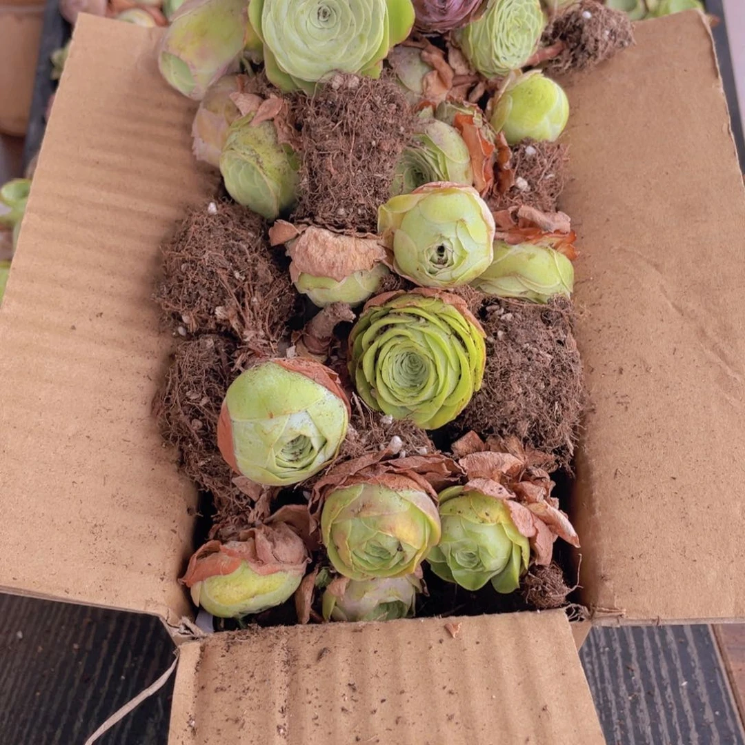 保底三十二颗量拍88888