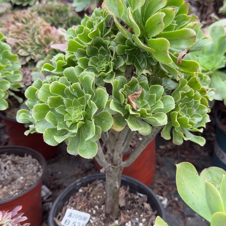 满20包邮，零下拍保温，535原始绿