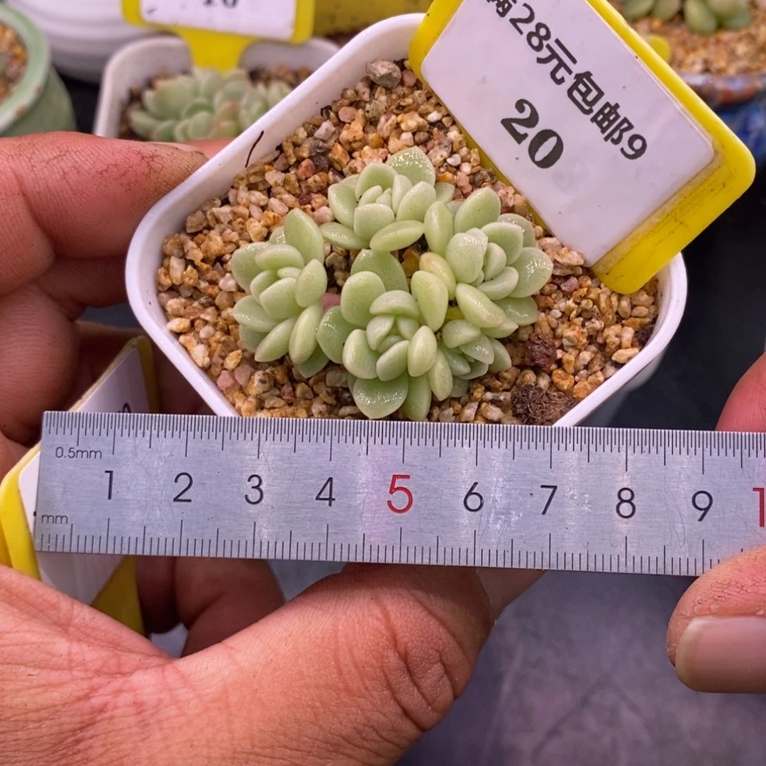 920冰玉5头小脸多肉