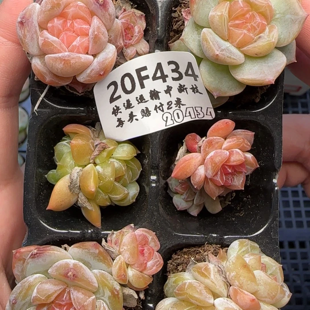 【满39包邮非偏远】434六棵