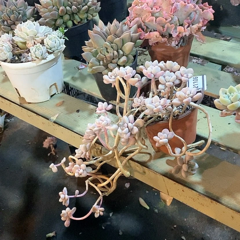 【闪购商品】艾伦21106