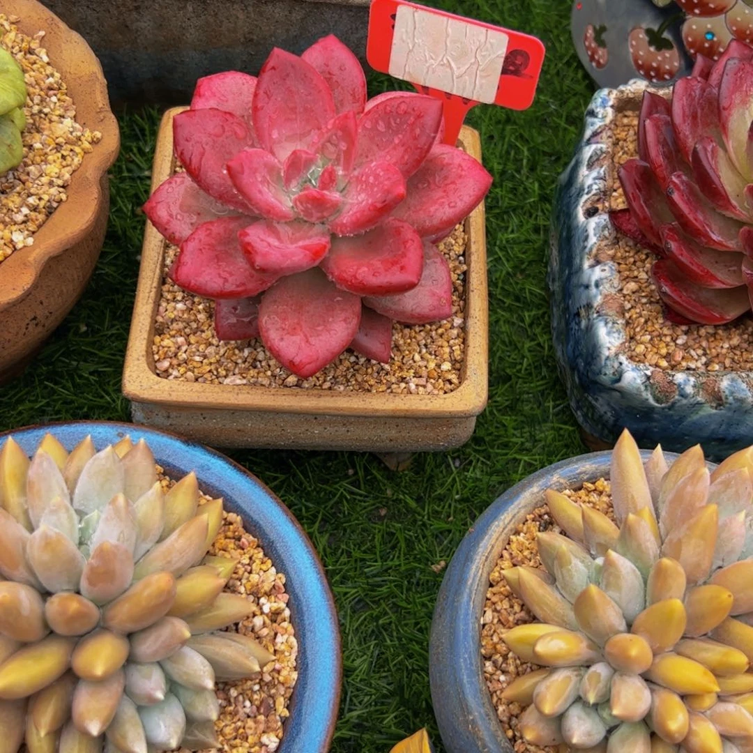 浩*、单头赫菲多肉植物