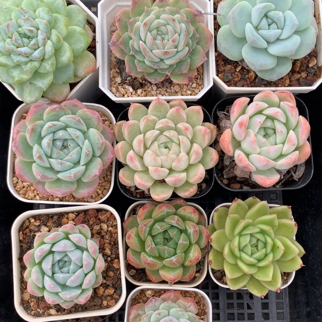 1002-49 套餐一组