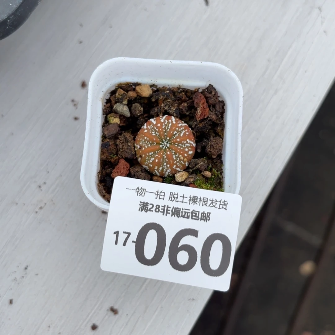 星兜多肉多肉多肉