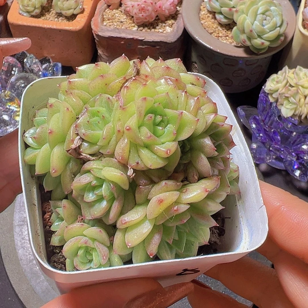 潇*妹新品，多肉植物