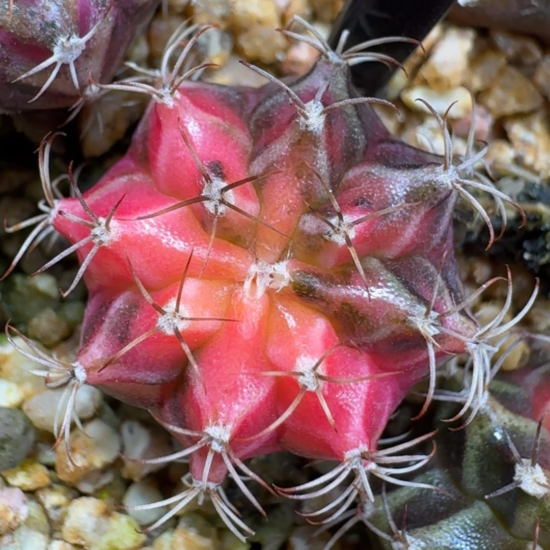 米哈实生自然锦101