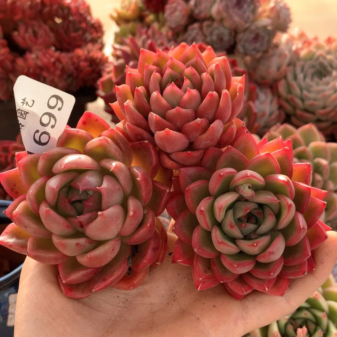 天*大1699三颗杂交多肉