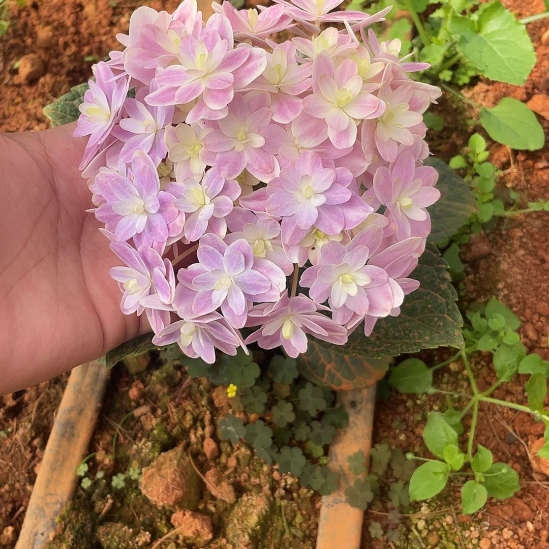 绣球切花一物一拍3枝起包邮，43