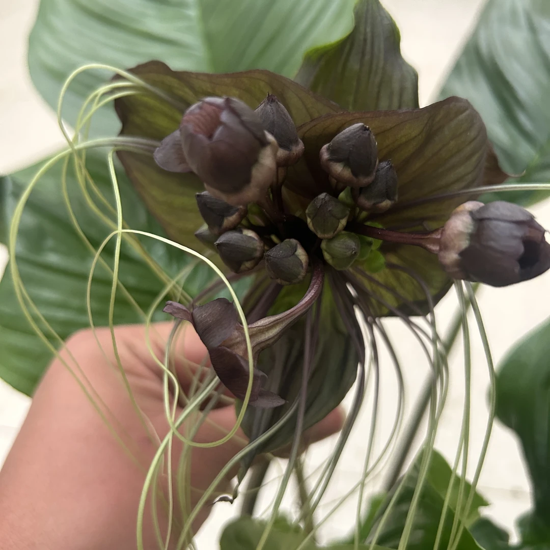 黑蝴蝶老虎须花卉绿植可室内庭院养殖