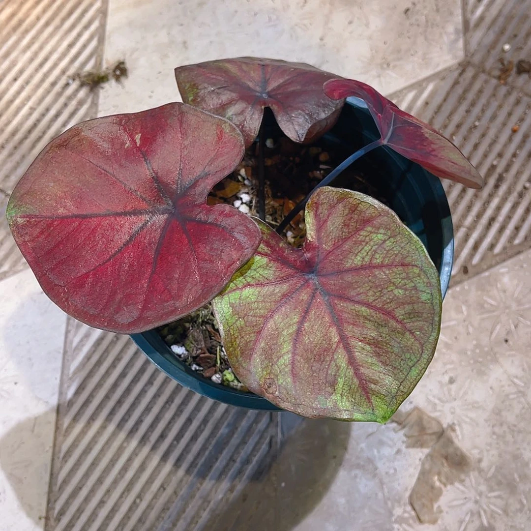 完全开放3817泰彩