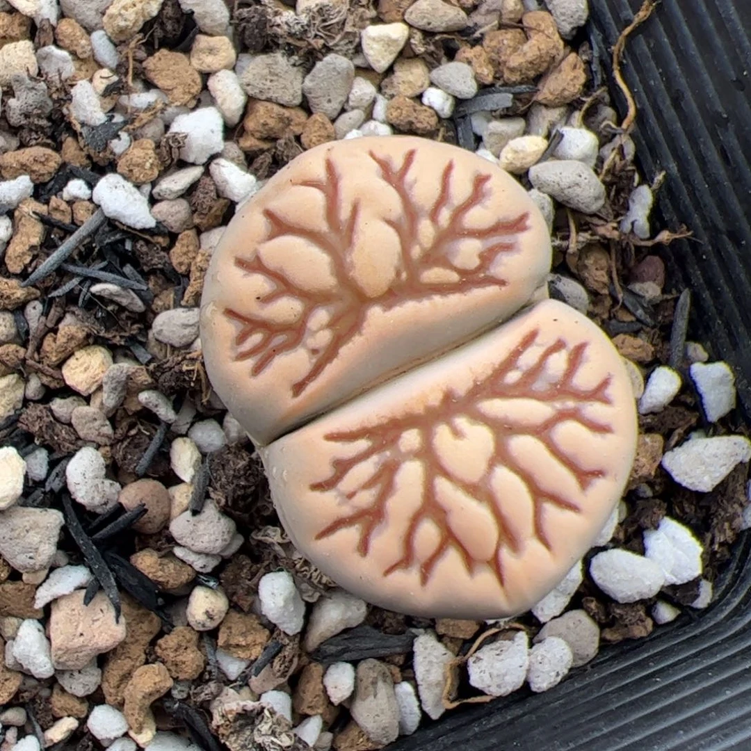 0378号菊化石 多肉植物