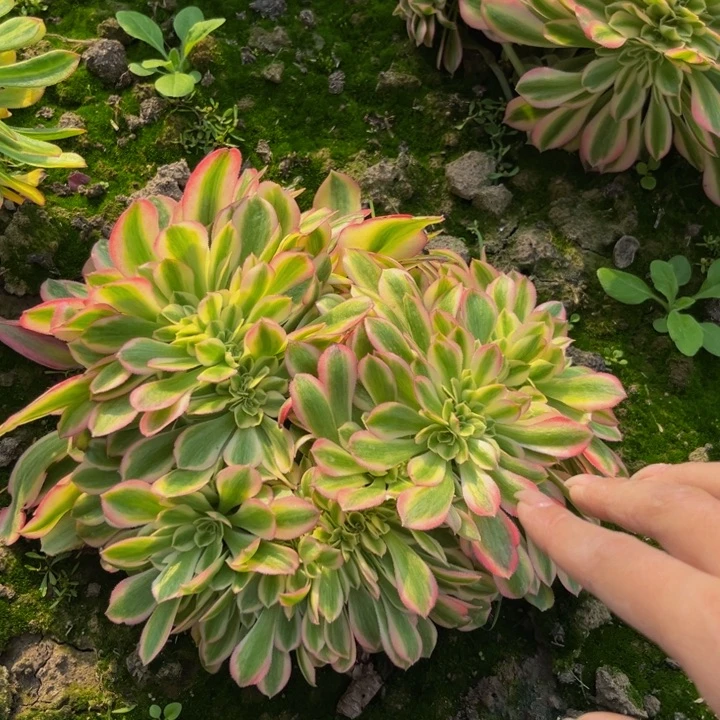 雅典娜缀多肉植物捧花