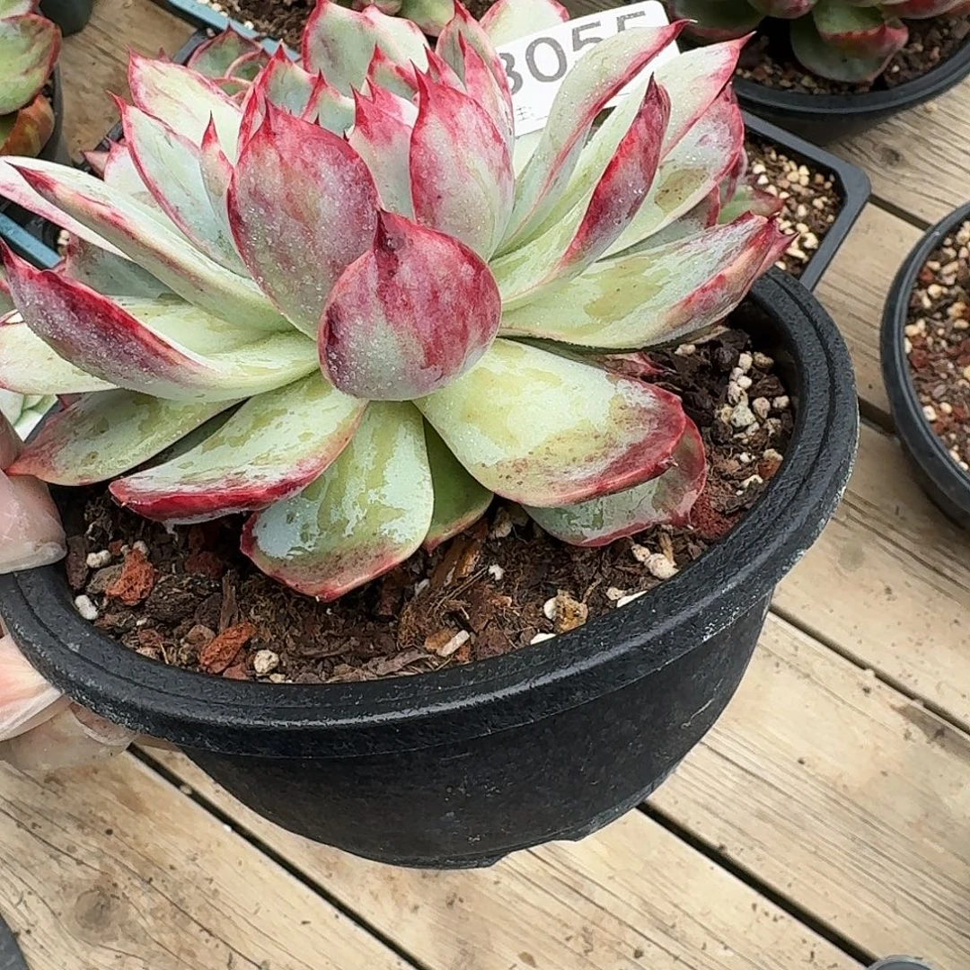 惊鸿仙子 3055..........