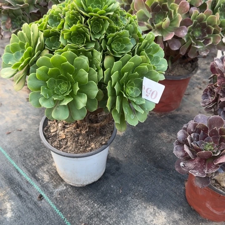 050两单包邮绿杨蓉。