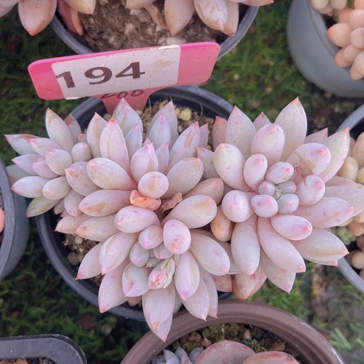 健健康康平平安安