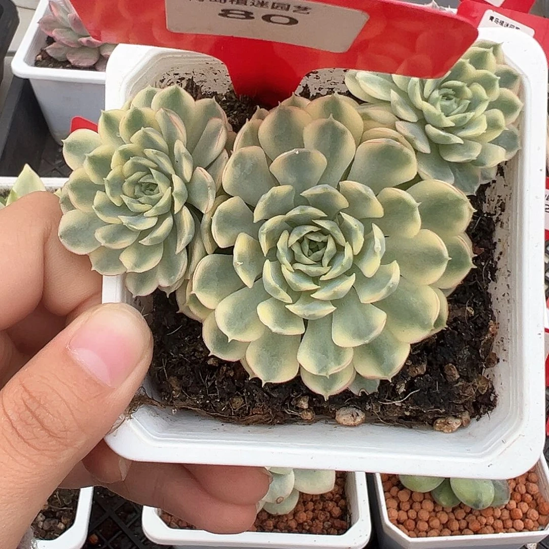 80号梦幻玫瑰群生多肉植物