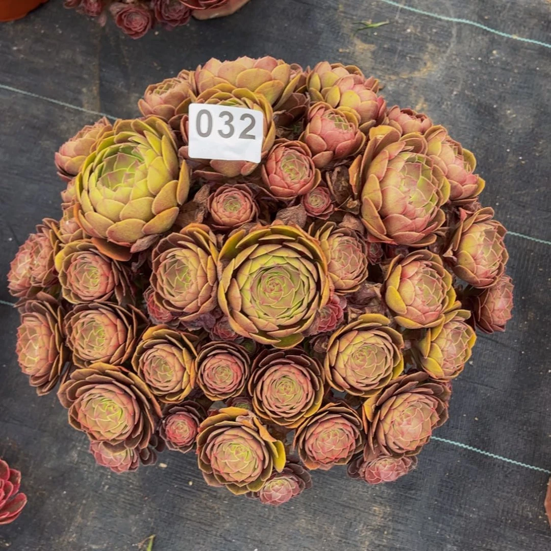 多肉植物万圣节朵朵032