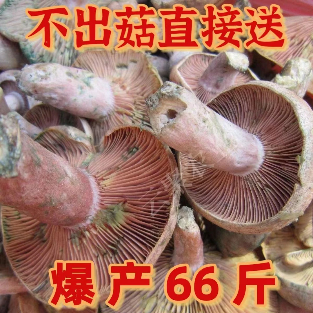 【1088人好评】野生乌纵菌原种菌包 菌种家种 黄枞菌 松纵菌松菇人
