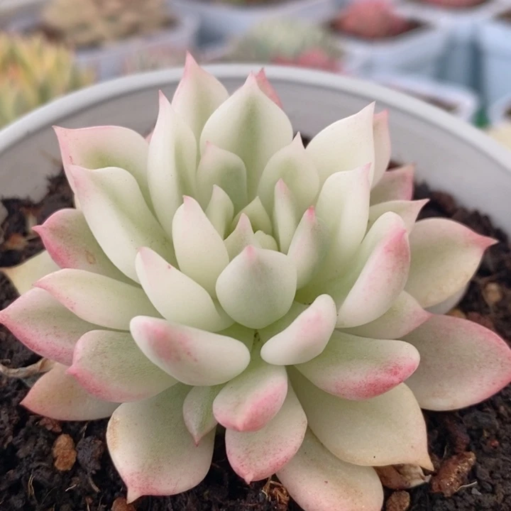 红酒锦超白锦多肉锦