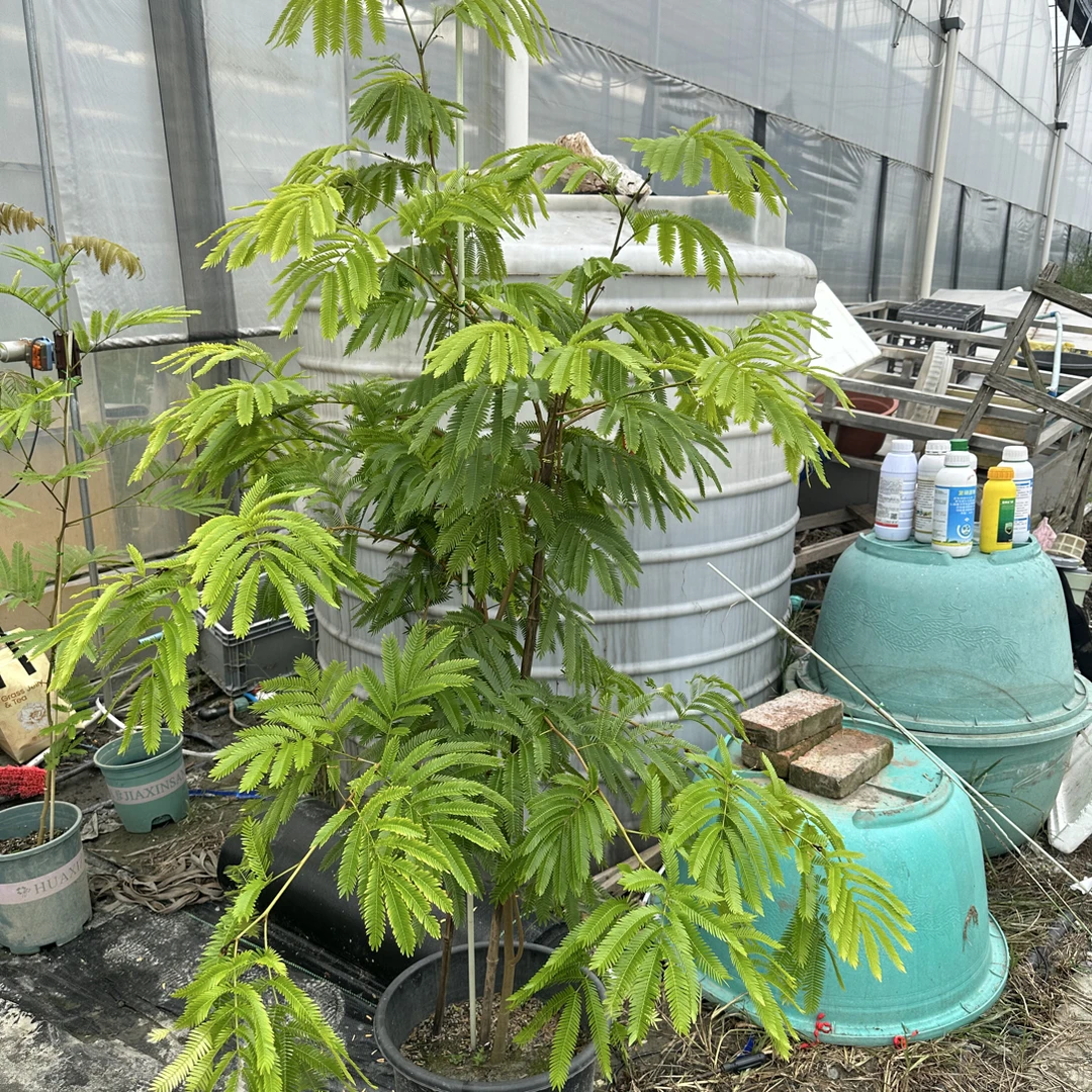 密叶猴耳环一物一拍