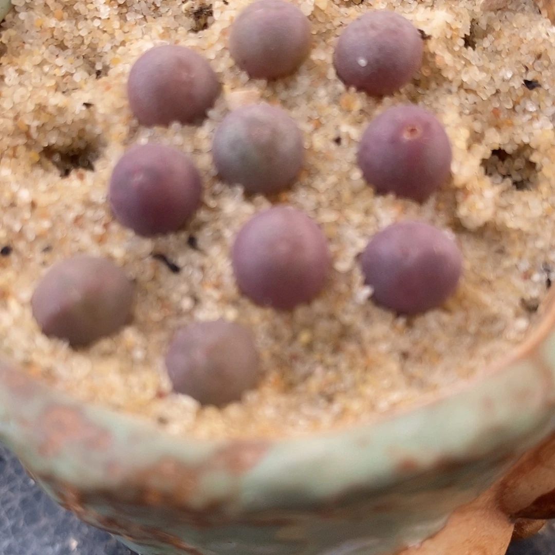 福利姬空蝉2颗。