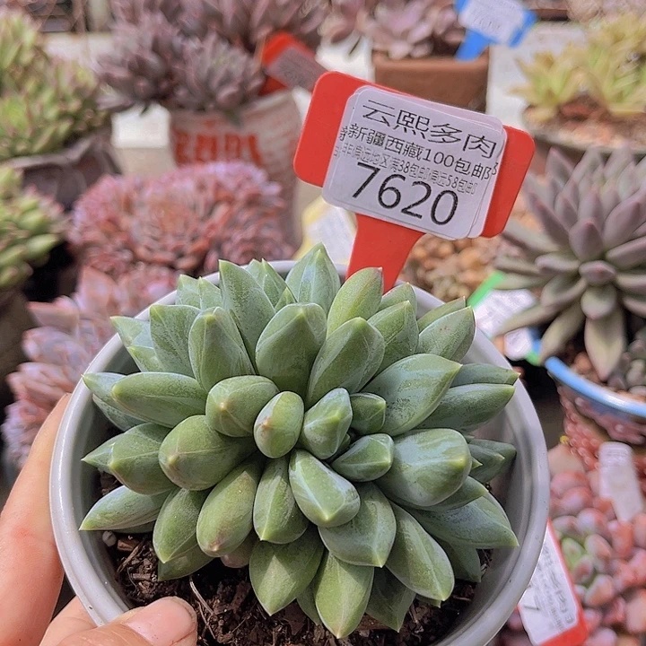 7620重楼美人。