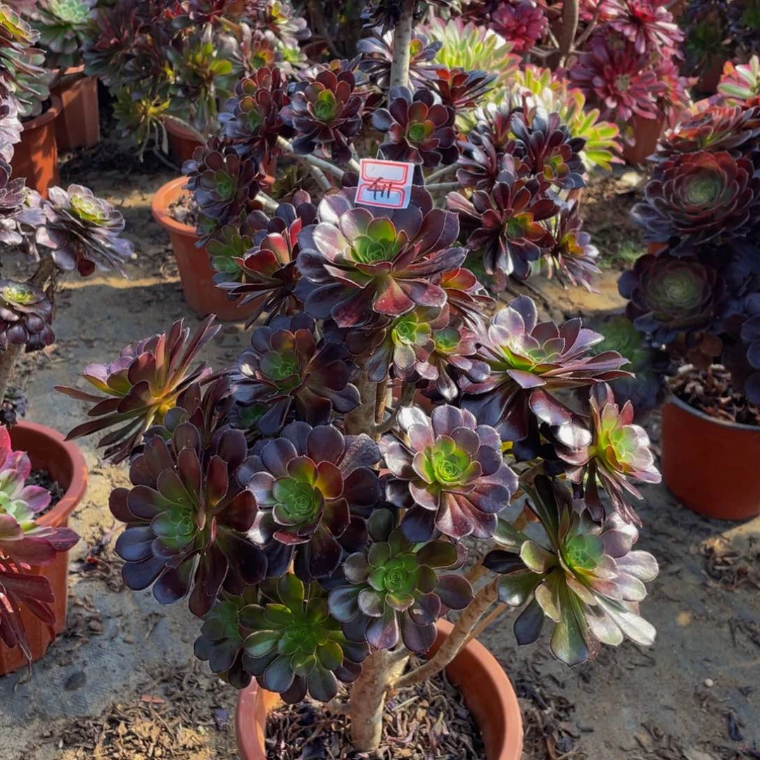 黑法师有疤411鲜花