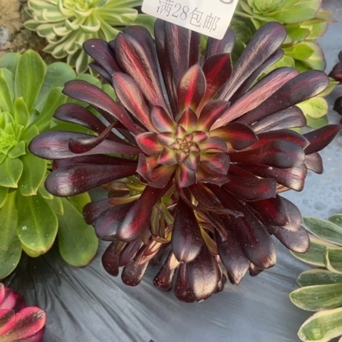 魔法多肉多肉5026