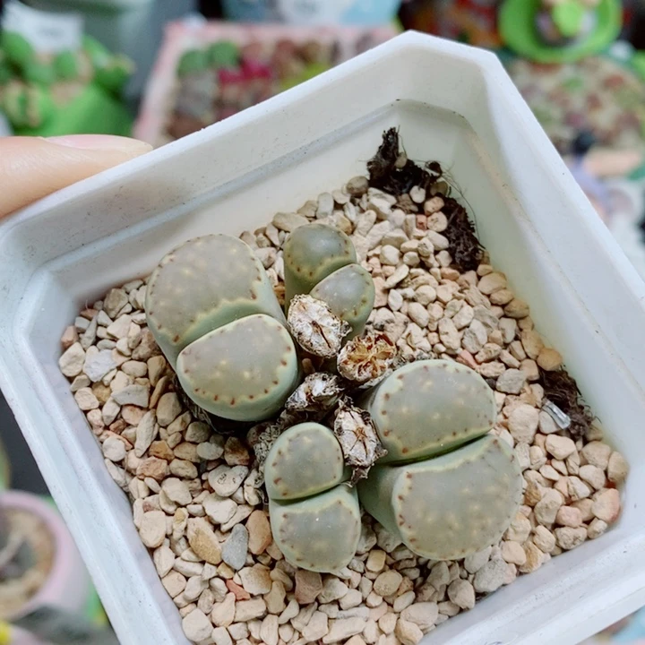 生石花花花花花花花173