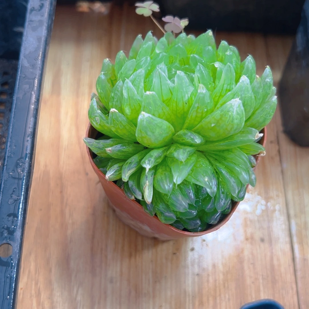 ?****?双头樱变女神玉露多肉1