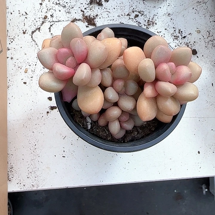 弥****云青蛙王子儿童牙膏111