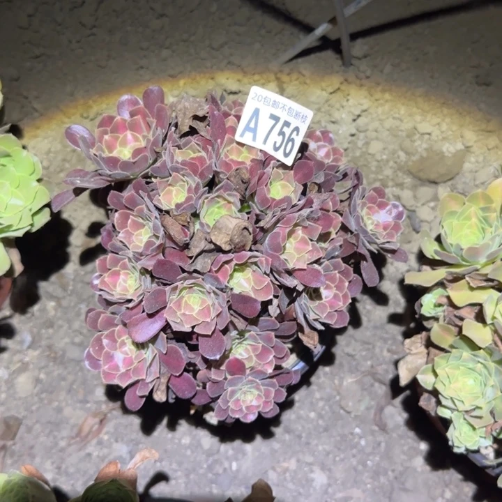 花娜！不包断枝…………