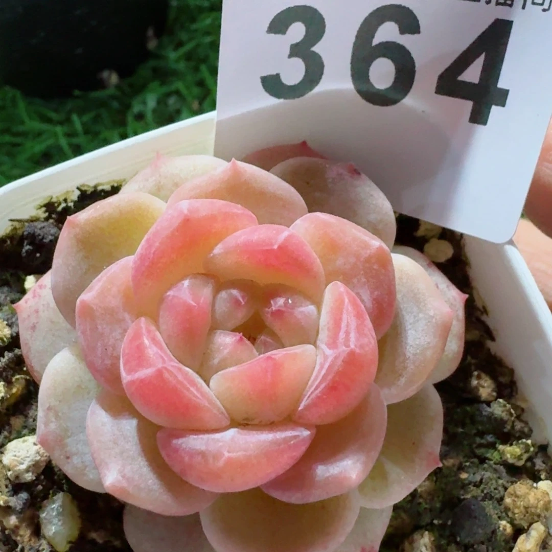 粉黛冰魄福利         精品多肉