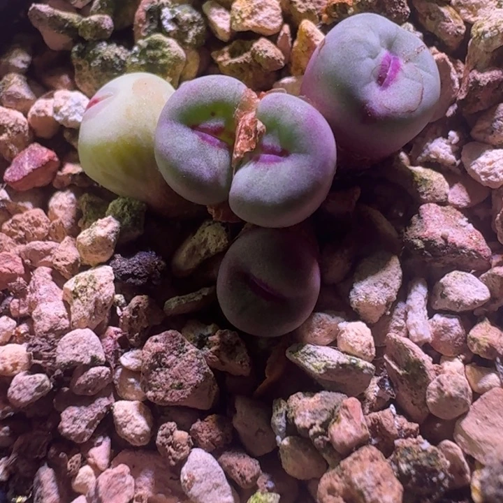 16号5头小红嘴一物一拍