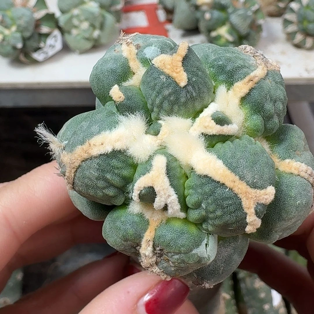 无花朵蛋尤怒涛335