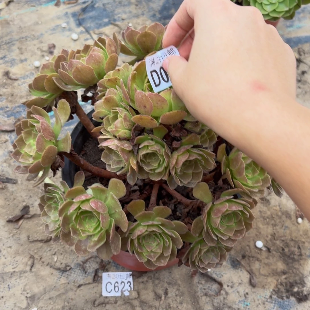 28多肉植物捧花的时候