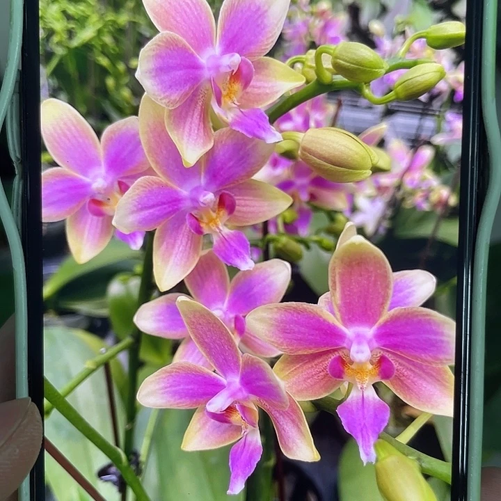 完全开放处理金树一代1.7代2颗不售后