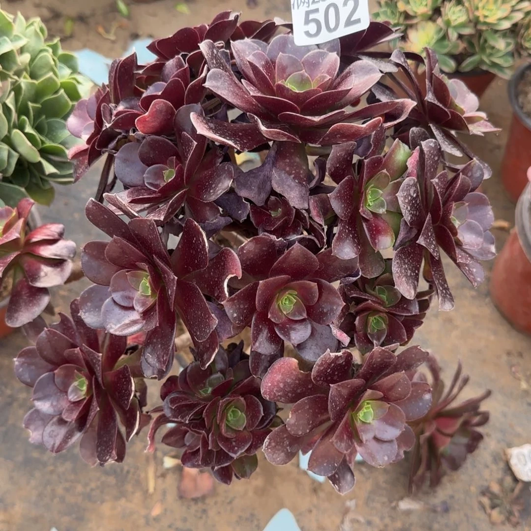 梅花博迪多肉瑕疵502满28包邮断枝不包