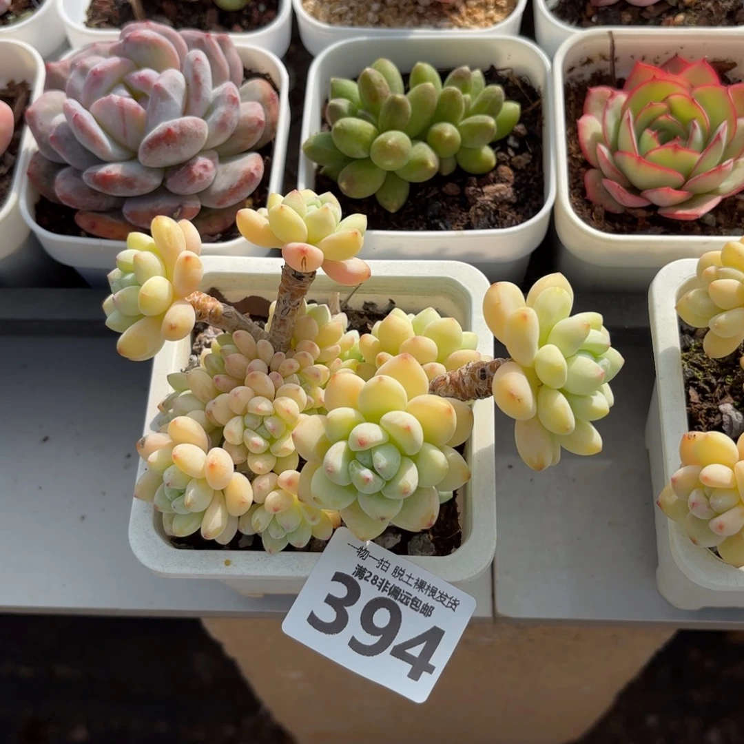樱花罗绮无盆土发货