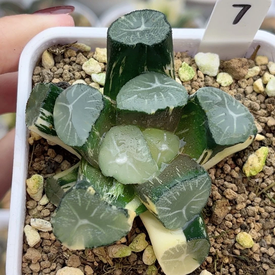 7玉龙万象锦福利专场