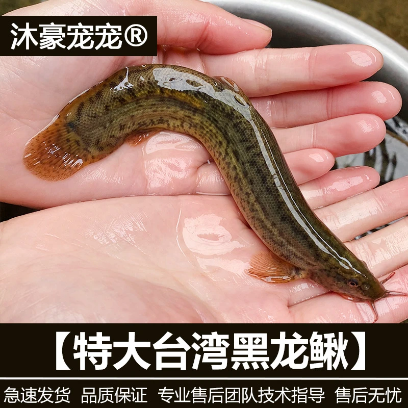 沐豪宠宠【台湾特大黑龙鳅】威武霸气高档冷水观赏鱼精选优质大黑龙