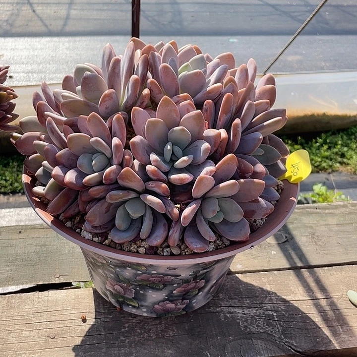 粉兔多肉植物群生