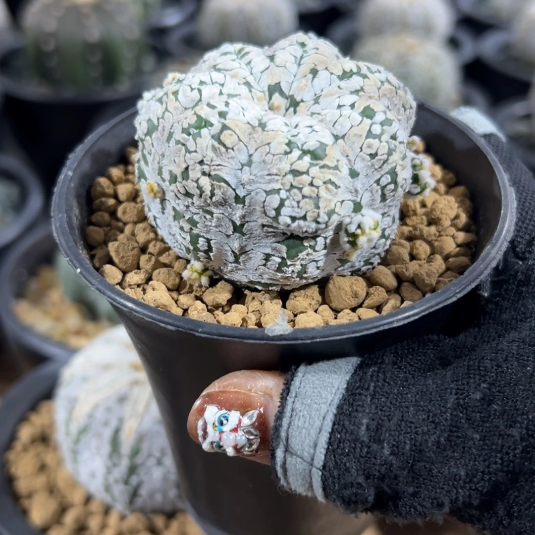 子吹兜Wwwwwww wwww w w