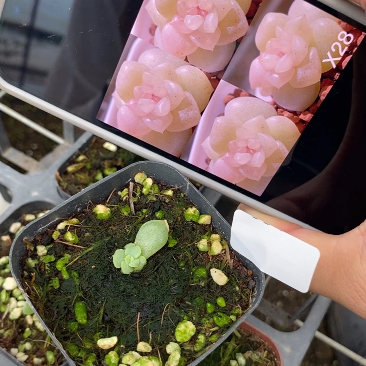 不***子标686玉笙一个专拍