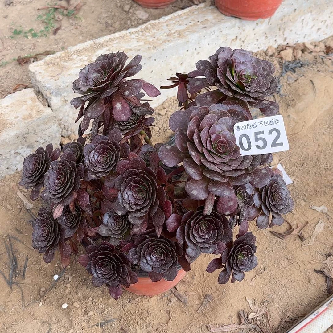 红萝莉052不包断枝