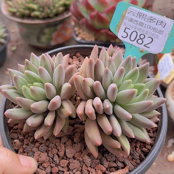 5082红蜻蜓。