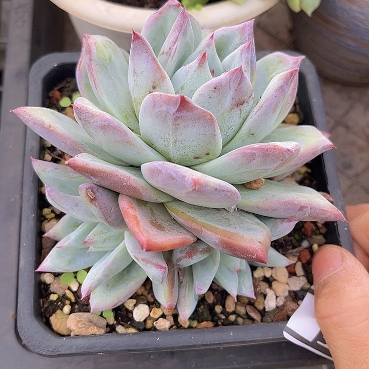 祖母绿27186多肉植物