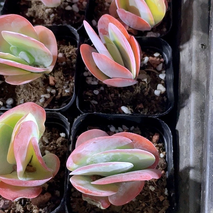 唐印2.8带盆土发