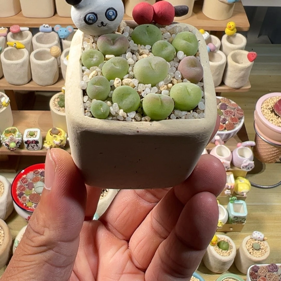 多肉植物实付9.9元包邮1号