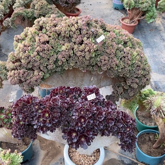 欣**果欧紫自然朵朵缀加玫瑰自然朵朵017.018